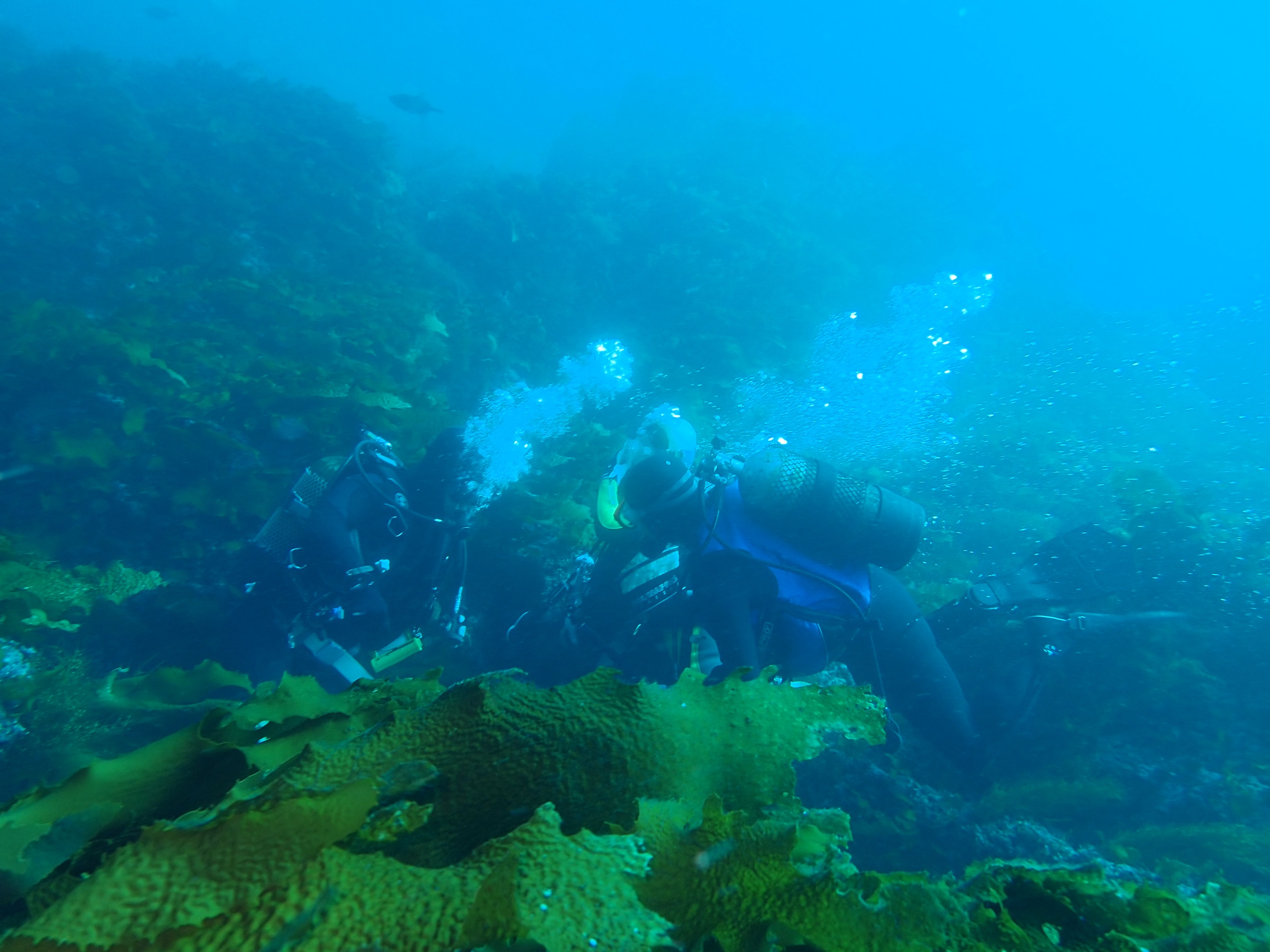 岩礁と海藻の間で海の状態を確認するダイバー
